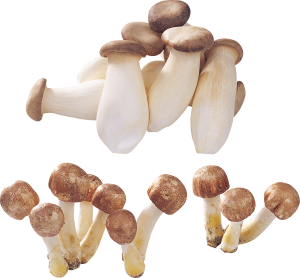 Mushroom PNG image-3180